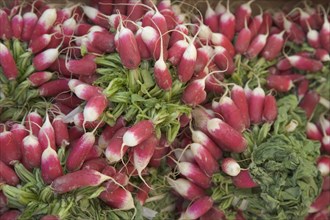 FOOD, Vegetable, Radish, Bunches of radishes for sale in market. Shoreham-by-Sea.