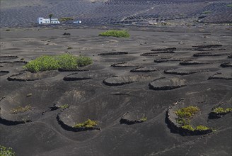 SPAIN, Canary  Islands, Lanzarote, La Geria wine growing region.  Rows of shallow craters and