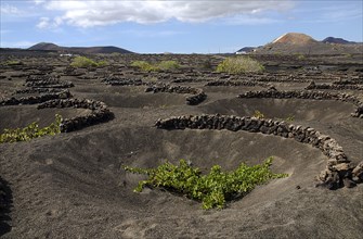 SPAIN, Canary  Islands, Lanzarote, La Geria wine producing area.  Shallow crater with semi circular