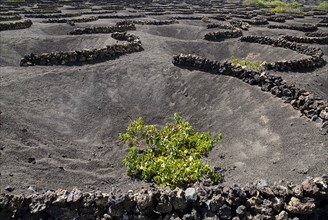 SPAIN, Canary  Islands, Lanzarote, La Geria.  Patterns made by shallow craters and semi circular