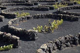 SPAIN, Canary  Islands, Lanzarote, Individual vines planted in shallow depressions and protected by