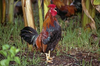 ANIMALS, Domestic, Chickens, "Cockerel in undergrowth, Key West, Florida, USA. "