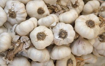 FOOD, Vegetable, Garlic, Bunches of garlic bulbs for sale in market. Shoreham-by-Sea.