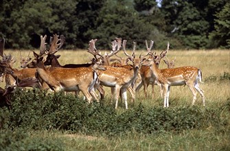 ENGLAND, Warwickshire, Warwick, Charlecote Park. Herd of fallow deer.