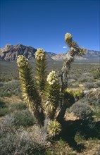 USA, Nevada, Red Rock Canyon, Flowering Joshua Tree in barren rocky landscape.