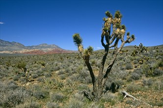 USA, Nevada, Red Rock Canyon, Joshua Tree in barren landscape.