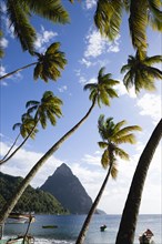 WEST INDIES, St Lucia, Soufriere, Fishing boats on the beach lined with coconut palm trees with the