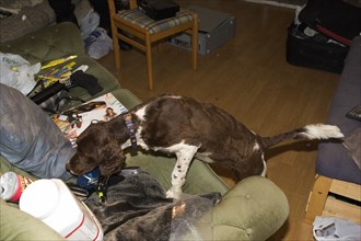 LAW and ORDER, Police, Drugs Raid, Springer Spaniel sniffer dog used in search of residential home