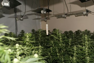 LAW and ORDER, Police, Drugs Raid, "Marijuana grown under heat lights in residential home,