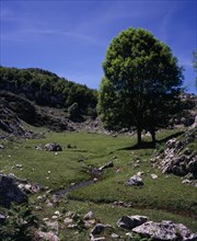 SPAIN, Asturias, Picos de Europa, "Ash tree (Fraxinus excelsior) beside narrow mountain stream in
