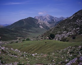 SPAIN, Asturias, Picos de Europa, "Cattle grazing on upland pasture with Pena del Jascal 1724 m /