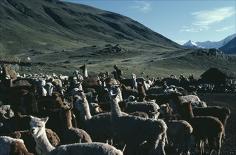 BOLIVIA, Collpa Huata, Llamas and herders with green mountains behind.