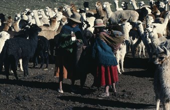 BOLIVIA, Collpa Huata, Two women Llama herders feeding a Llama with a cup