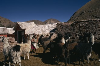 BOLIVIA, Cayara , "Llama herders settlement with a woman standing amongst herd in stone enclosure.