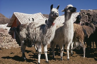 BOLIVIA, Cayara , "Llama herd in stone enclosure. Domestic animals in Bolivia and Peru used for