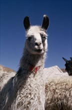 BOLIVIA, Cayara , "Single Llama near herd. Domestic animals in Bolivia and Peru used for wool, meat