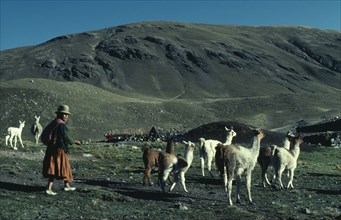 BOLIVIA, , "Llama herders. Domestic animals in Bolivia and Peru used for wool, meat and milk"