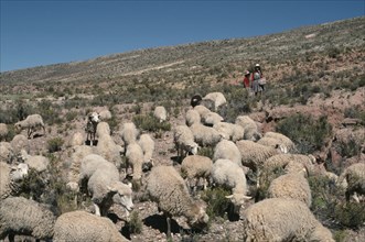 BOLIVIA, Potosi, Totora Pampa, Family with their flock of sheep