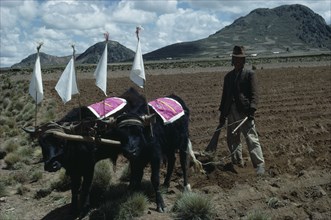 BOLIVIA, Altiplano, Aymara / Quechua man ploughing field with cattle ready to plant potatoes