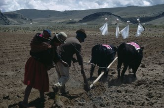 BOLIVIA, Altiplano, Aymara / Quechua family ploughing and planting potatoes with mother carrying