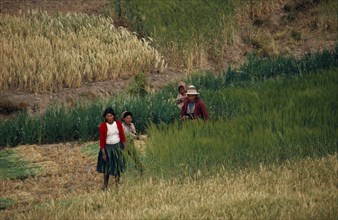BOLIVIA, Altiplano, Potosi, Aymara / Quechua family reaping their barley. Near Potosi