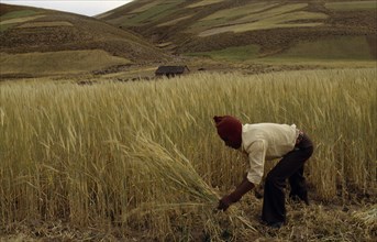 BOLIVIA, Altiplano, Potosi,  Aymara / Quechua man reaping barley. Near Potosi