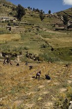 BOLIVIA, Lake Titicaca, Belen, "Harvesting potatoes, root vegetables and onions"