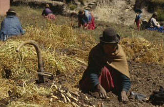 BOLIVIA, Lake Titicaca, Belen, "Women harvesting potatoes, root vegetables and onions"