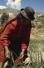 BOLIVIA, Lake Titicaca, Belen, "Woman harvesting potatoes, root vegetables and onions"