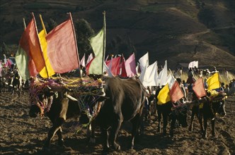 BOLIVIA, Cochabamba, Ox ploughing festival. Ox cattle carrying coloured flags near Cochabamba