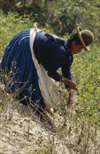 BOLIVIA, Chapare , Woman picking coca leaves in a traditional commercial coca growing area mainly