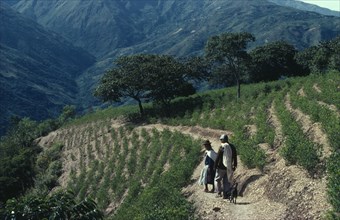 BOLIVIA, Chapare , Man and woman with a dog walking through coca terraces. Traditional commercial