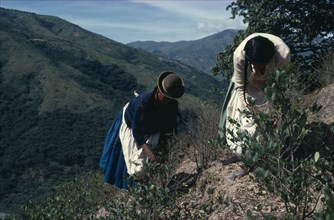 BOLIVIA, Chapare , Women picking coca leaves in traditional commercial coca growing area mainly for