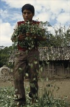 BOLIVIA, Chapare , Man drying coca leaves in traditional commercial coca growing area mainly for