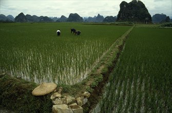 CHINA, Guangxi, Guilin, Planting rice in paddy fields