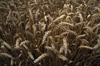 AGRICULTURE, Arable, Wheat, Detail of wheat crop