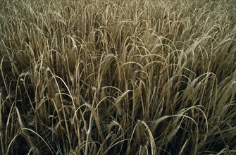 AGRICULTURE, Arable, Barley, Detail of barley crop