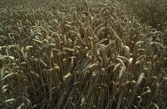 AGRICULTURE, Arable, Wheat, Detail of wheat crop in Theale Farm. Slinfold. West Sussex. England