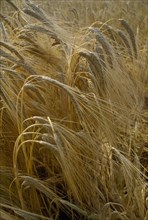 AGRICULTURE, Arable, Barley, Detail of barley crop. Storrington. West Sussex. England.