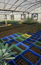 UAE, Abu Dhabi, Al Sammaliah, Mangrove nursery growing imported and local plants grown to decrease