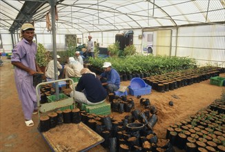 UAE, Abu Dhabi, Al Sammaliah, Workers in mangrove nursery growing imported and local plants grown