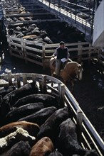 ARGENTINA, Buenos Aires, Man riding horse between cattle pens in huge cattle market.
