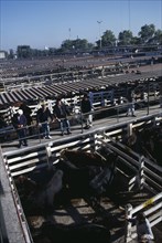 ARGENTINA, Buenos Aires, "Traders on raised walkway between cattle pens, examining animals for sale