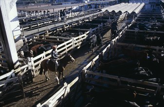 ARGENTINA, Buenos Aires, "Traders on raised walkway above cattle pens, examining animals for sale