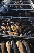 ARGENTINA, Buenos Aires, Looking down on backs of animals in tightly packed cattle pens in huge