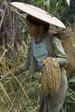 MALAYSIA, Borneo, Sarawak, Young Kayan woman harvesting dry hill rice wearing heavy earrings
