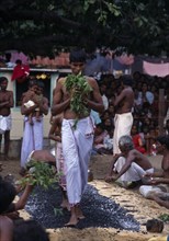 SRI LANKA, Religion, Hinduism, Punnaccolai Festival. Hindu Tamil devotee fire walking. Perfomed as
