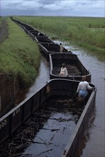 GUYANA, Industry, Sugar cane barges travelling along canal through plantation. Sugar is Guyana’s