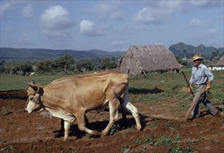 CUBA, Agriculture, Peasant farmer ploughing with Oxen cattle in field near thatched farmstead