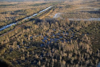 USA, Florida, Everglades, Aerial view over cypress trees growing in swamp